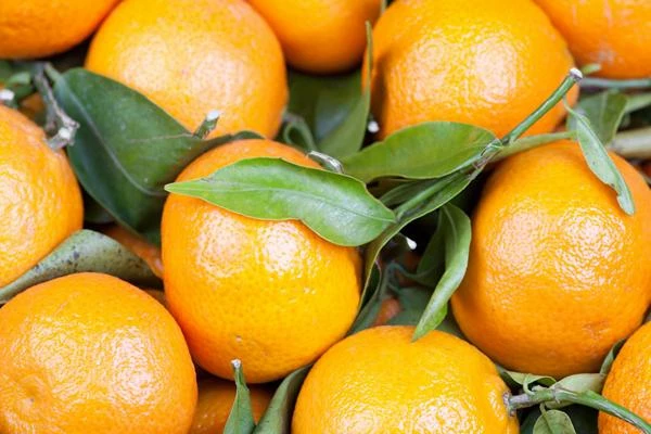Export of Oranges From South Africa Drops to $471,000 in December 2023