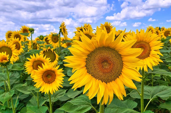 Turkeys Import of Sunflower Oilcake Increases by 60% to $26 Million in December 2023.