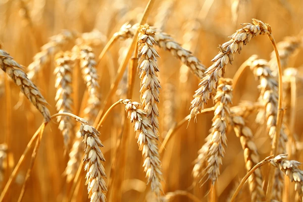 US Wheat Starch Import Price Rises 33% in April 2022